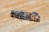 Clavigesta purdeyi